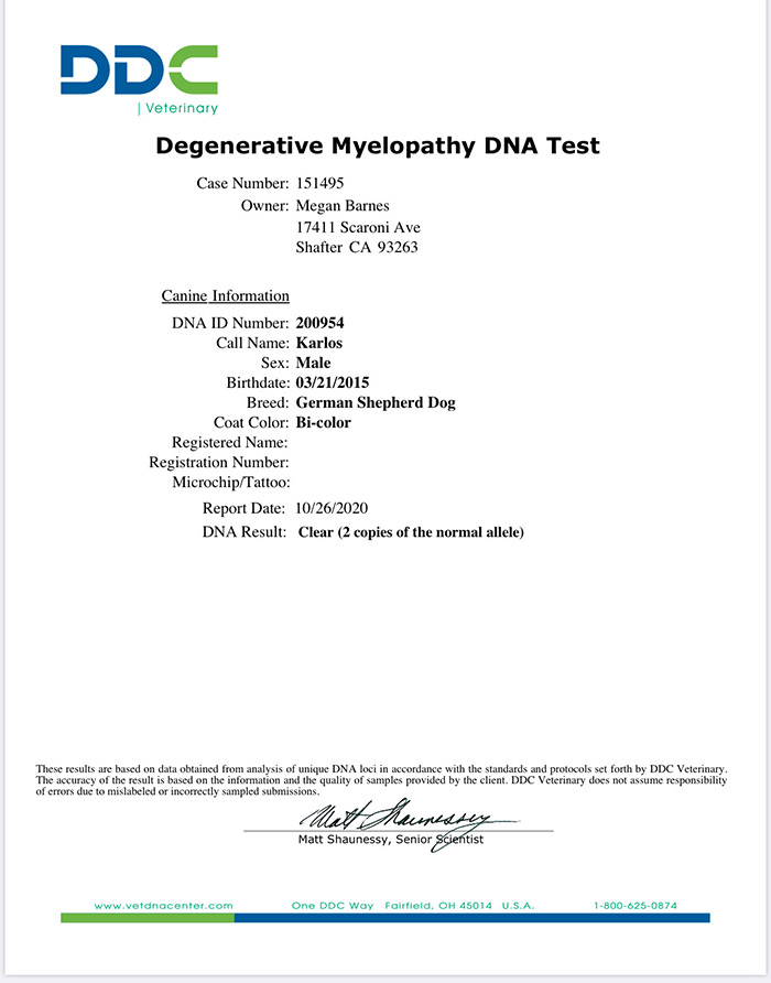 Czech Import - Karlos z Kurimskeho Haje - DDC Certificate