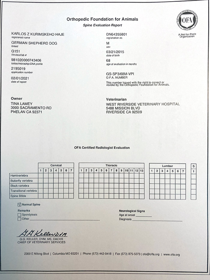 Czech Import - Karlos z Kurimskeho Haje - OFA Certificate