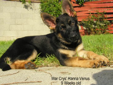 War Crys' Hanna Venus